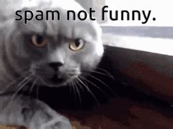 Cat Spam GIFs .